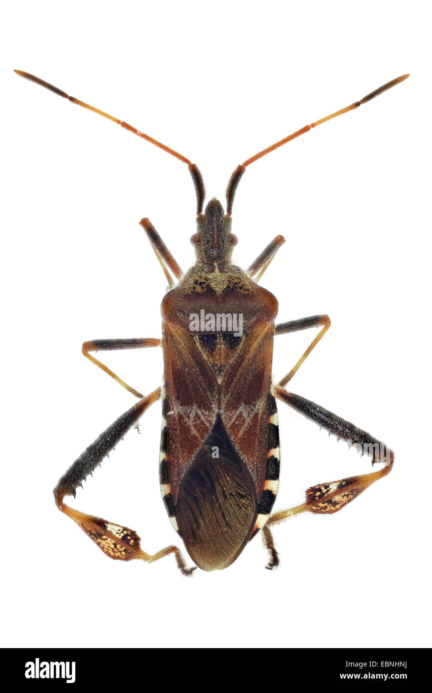 Western conifer seed bug (Leptoglossus occidentalis), top view, cutout Stock Photo