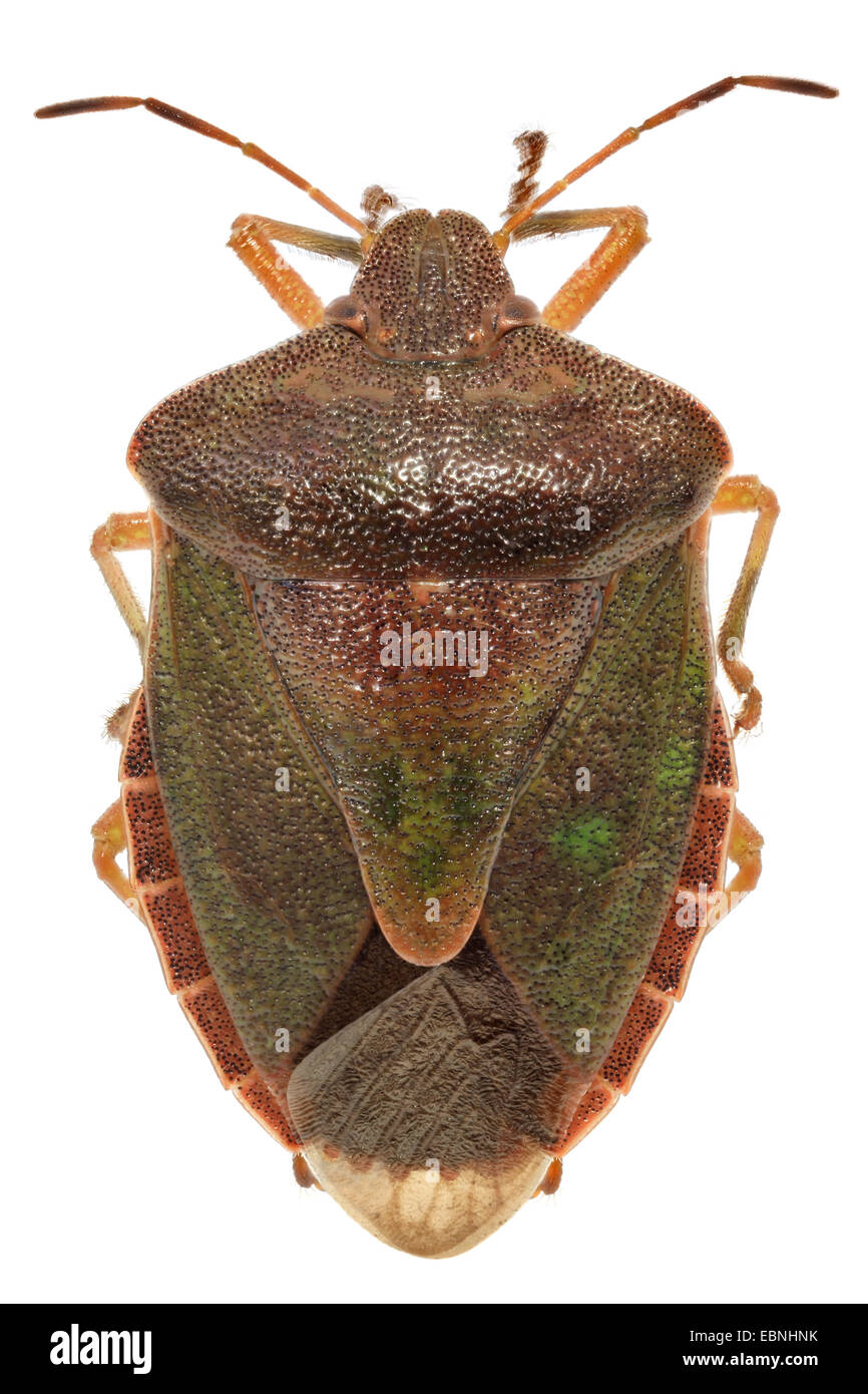 green shield bug, common green shield bug (Palomena prasina), top view Stock Photo