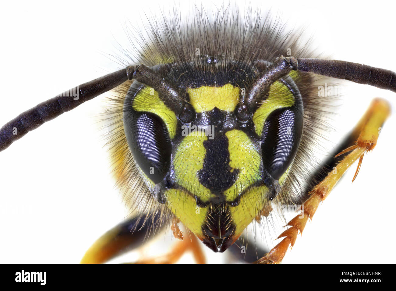 common wasp (Vespula vulgaris, Paravespula vulgaris), head of a wasp Stock Photo