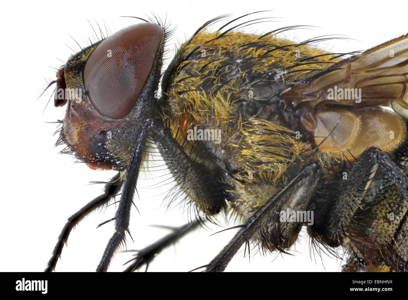 true flies (Brachycera, Diptera), head and thorax of a fly, lateral view Stock Photo
