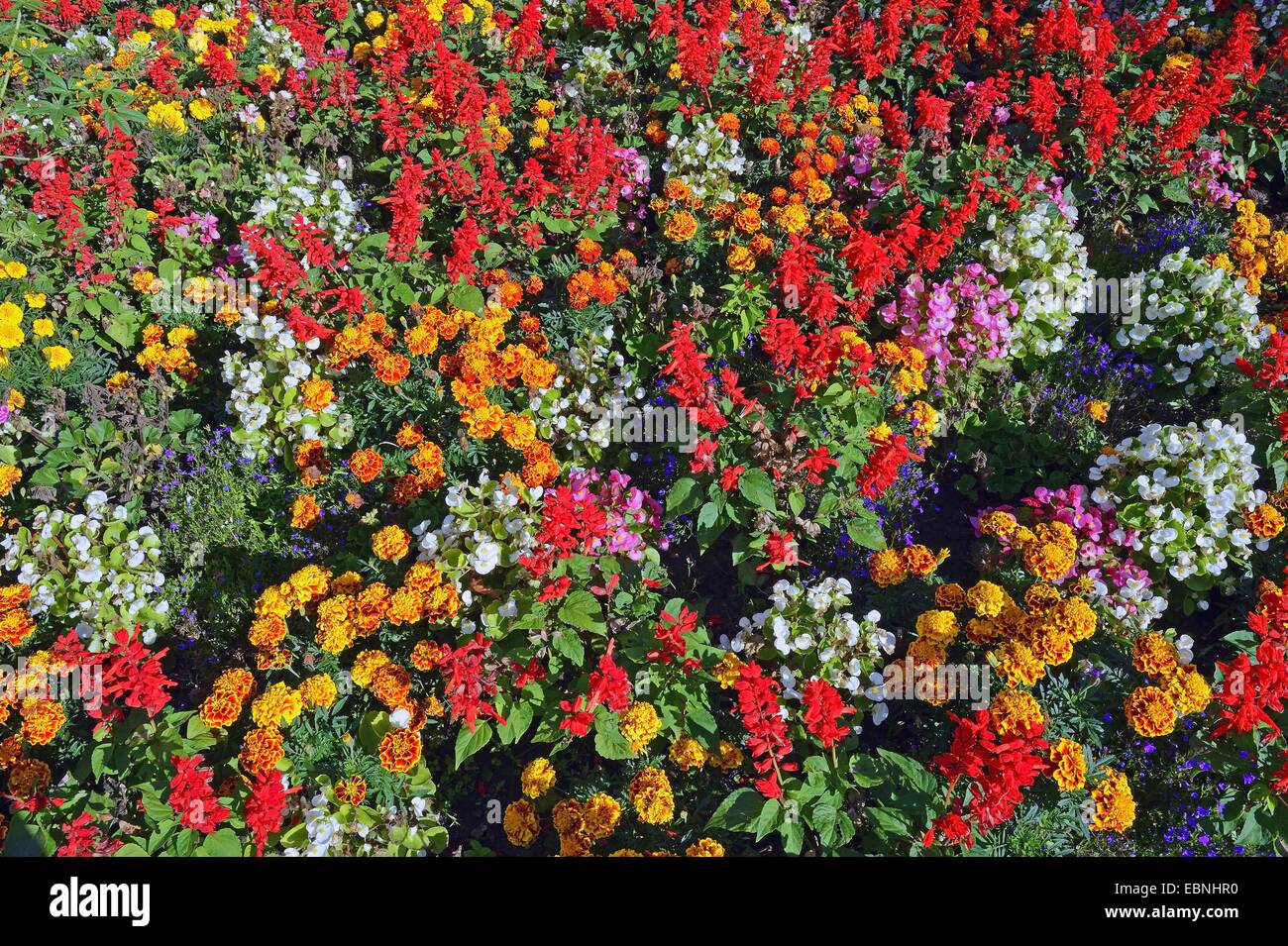 flowerbed with Tropical Sage, Marigold, Bedding Begonia and Garden lobelia Stock Photo