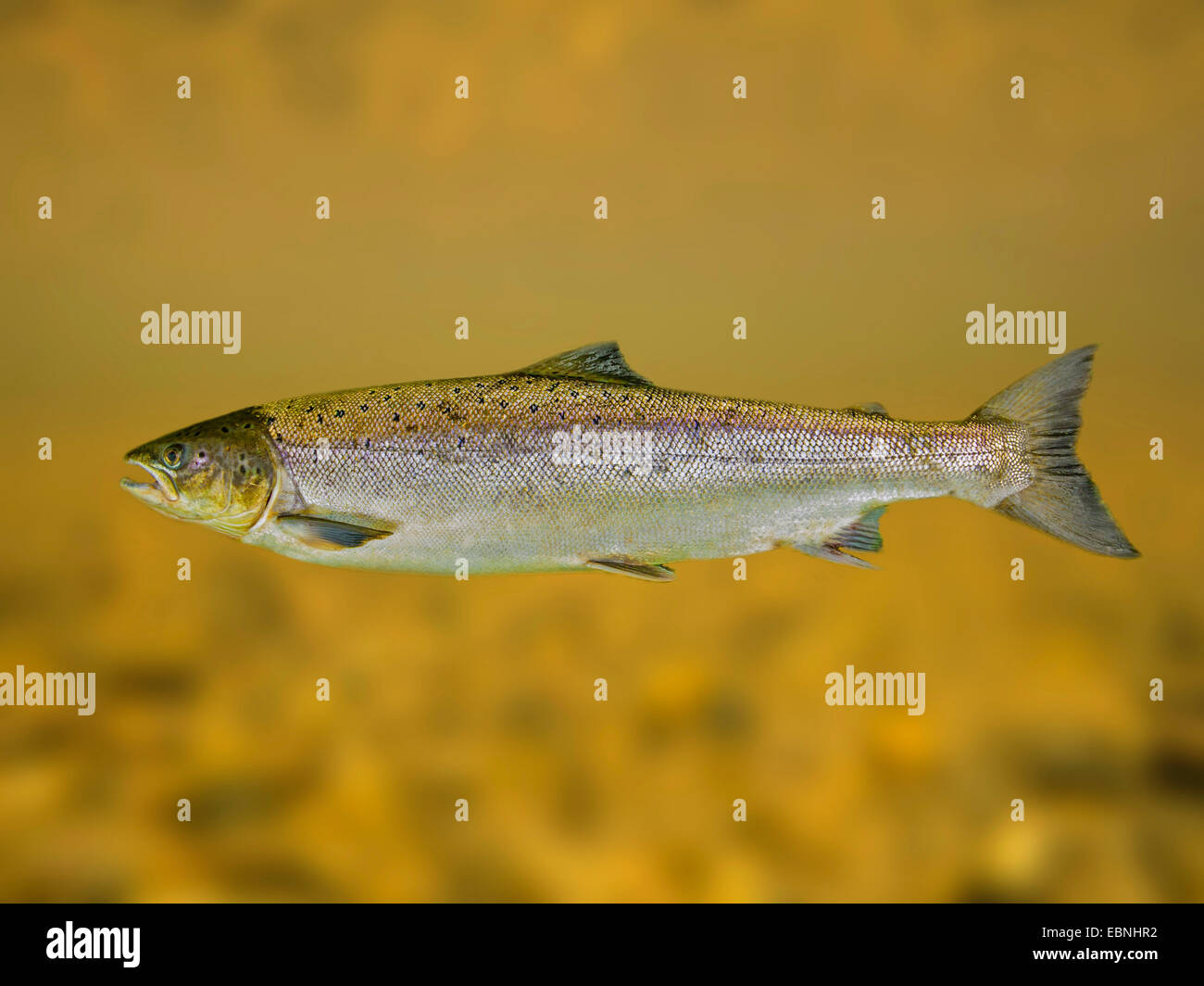 Atlantic salmon, ouananiche, lake Atlantic salmon, landlocked salmon, Sebago salmon (Salmo salar), grilse Stock Photo