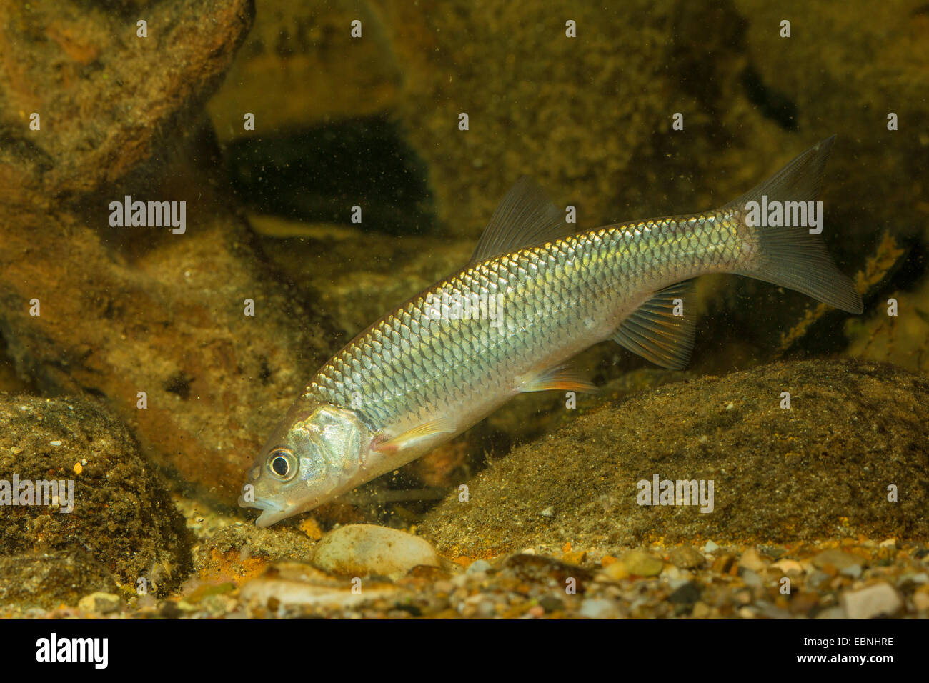 chub (Leuciscus cephalus), on the feed Stock Photo