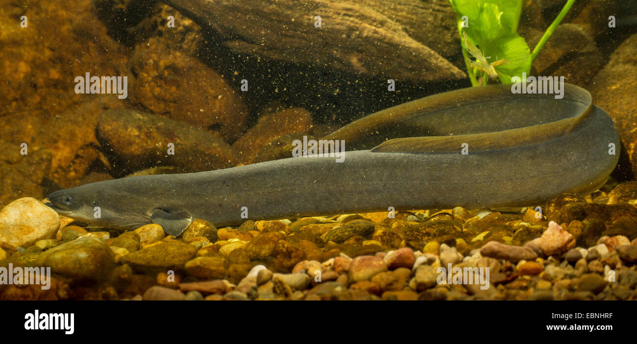 eel, European eel, river eel (Anguilla anguilla), wide head eel Stock Photo