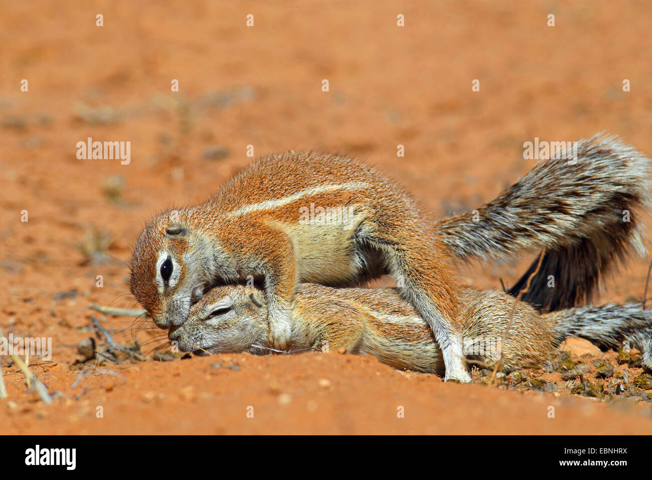 South African ground squirrel, Cape ground squirrel (Geosciurus inauris, Xerus inauris), female grooming a young squirrel, South Africa, Kgalagadi Transfrontier National Park Stock Photo