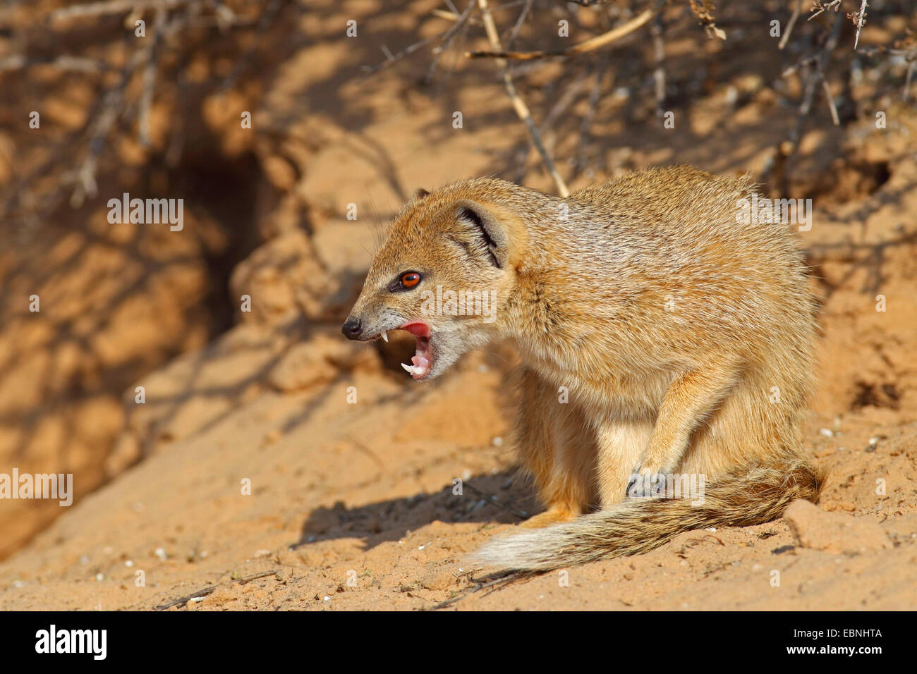 yellow mongoose (Cynictis penicillata), mongoose sitting in the sand and shows the teeth, South Africa, Kgalagadi Transfrontier National Park Stock Photo