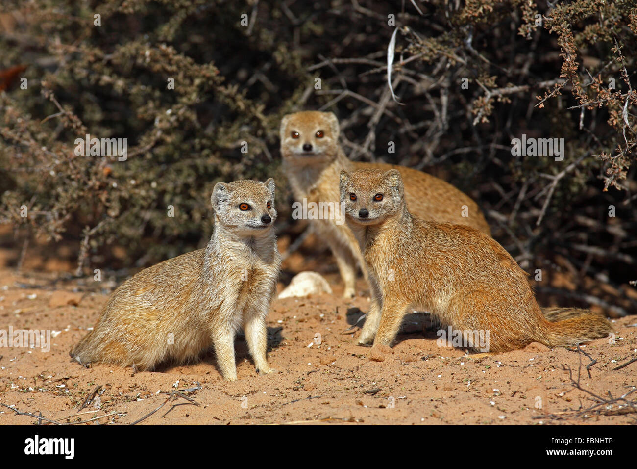 yellow mongoose (Cynictis penicillata), group sitting in the morning sun, South Africa, Kgalagadi Transfrontier National Park Stock Photo