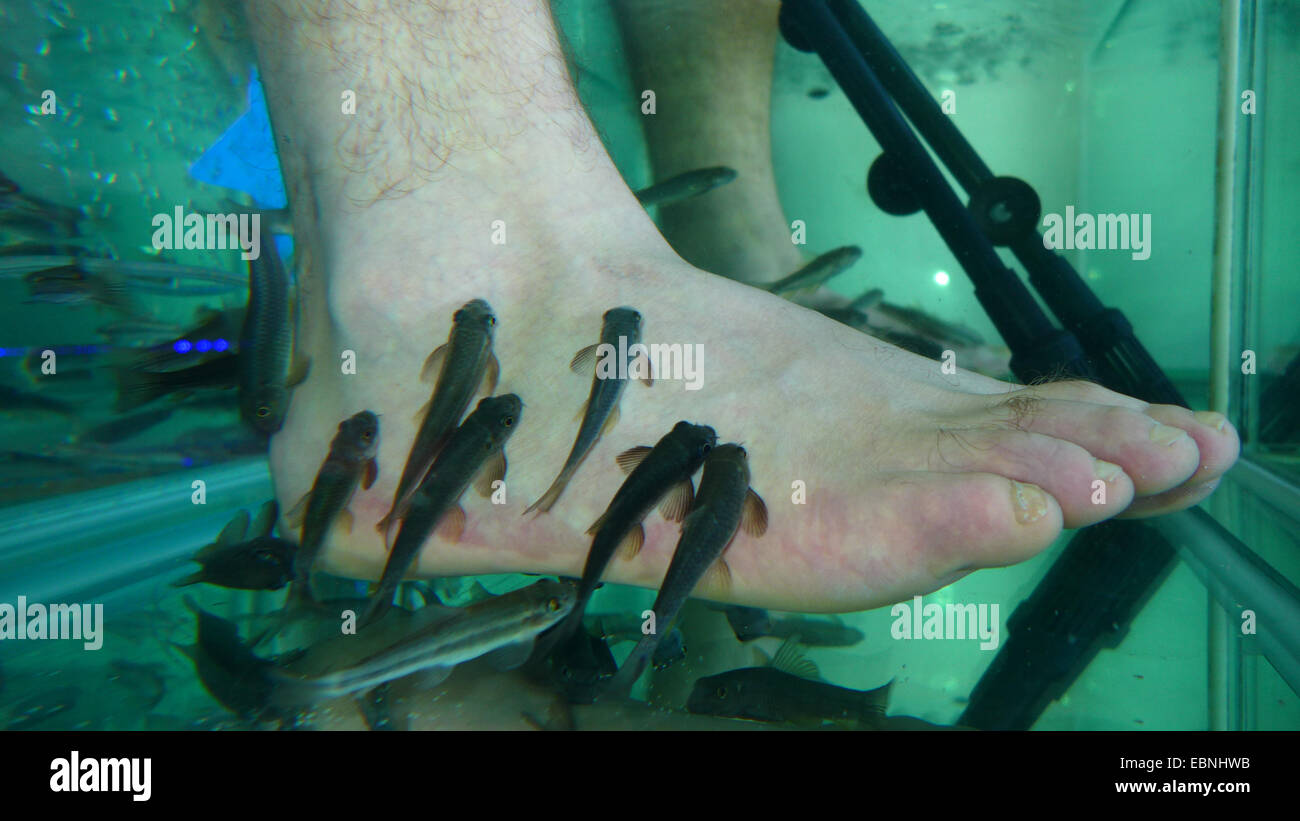 Doctor fish, Nibble fish, Kangal fish (Garra rufa), fish spa, doctor fishes feeding on skin particles of human feet Stock Photo