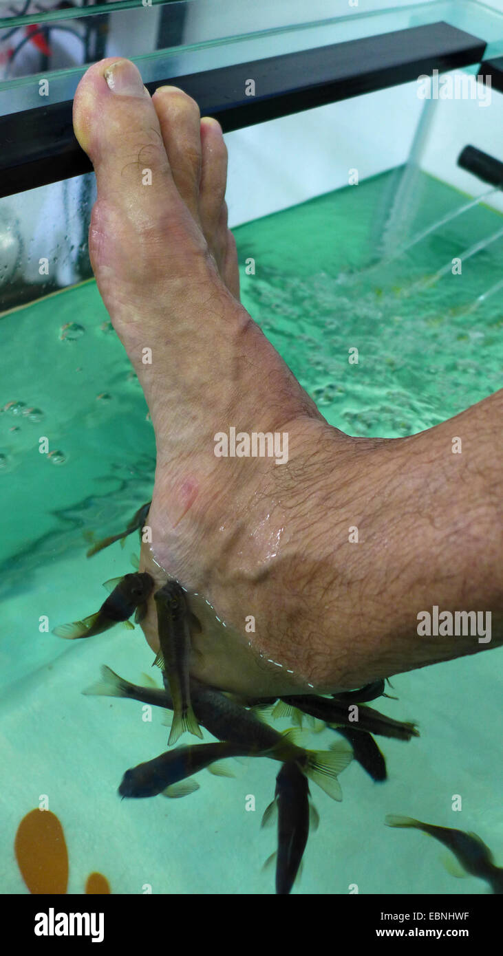 Doctor fish, Nibble fish, Kangal fish (Garra rufa), fish spa, doctor fishes feeding on skin particles of human feet Stock Photo