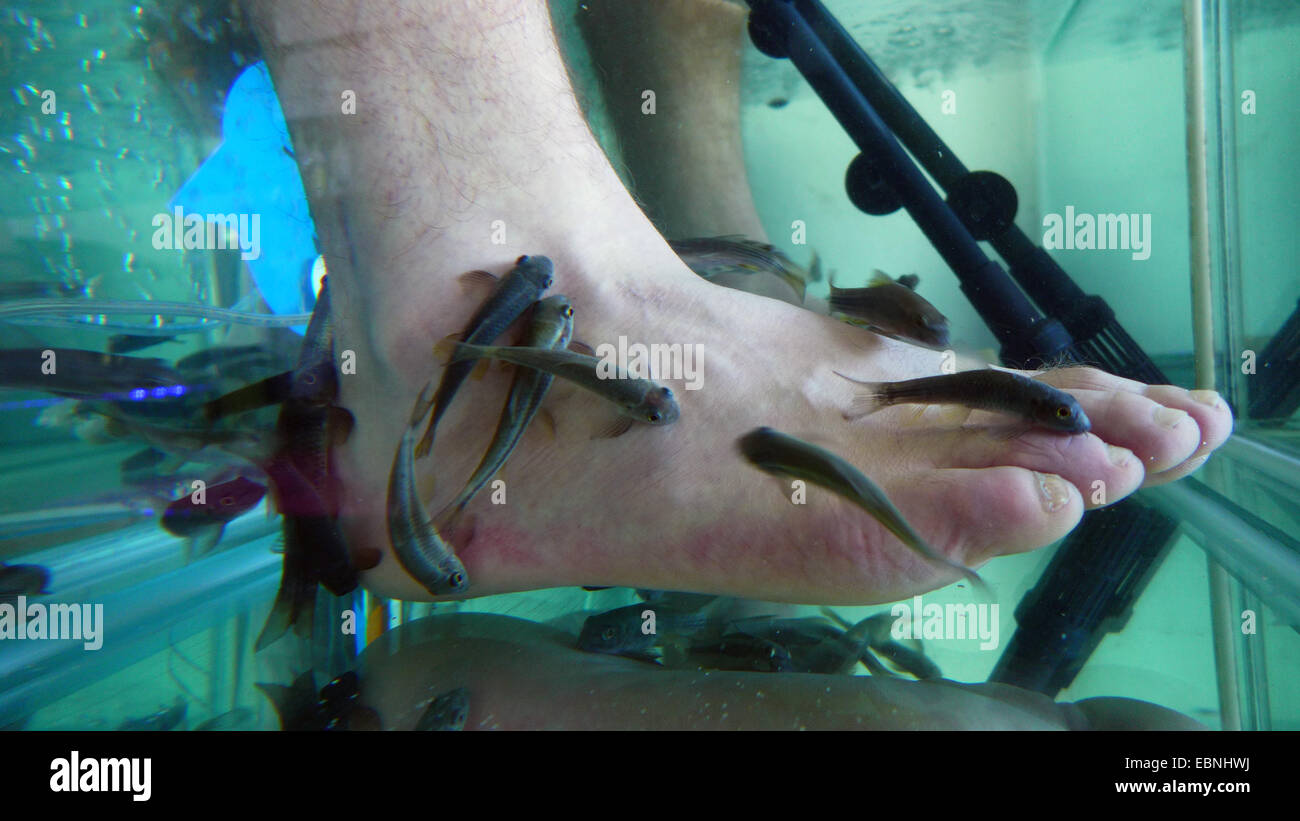Doctor fish, Nibble fish, Kangal fish (Garra rufa), fish spa, doctor fishes feeding on skin particles of human feet Stock Photo