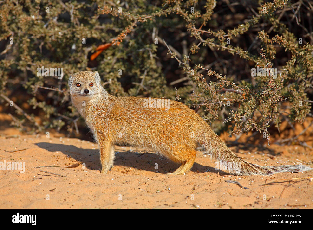 yellow mongoose (Cynictis penicillata), standing in the morning sun, South Africa, Kgalagadi Transfrontier National Park Stock Photo
