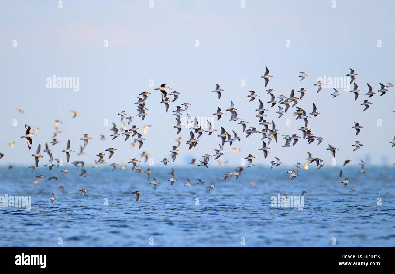 short-billed dowitcher (Limnodromus griseus), flock flies over the sea, USA, Florida Stock Photo