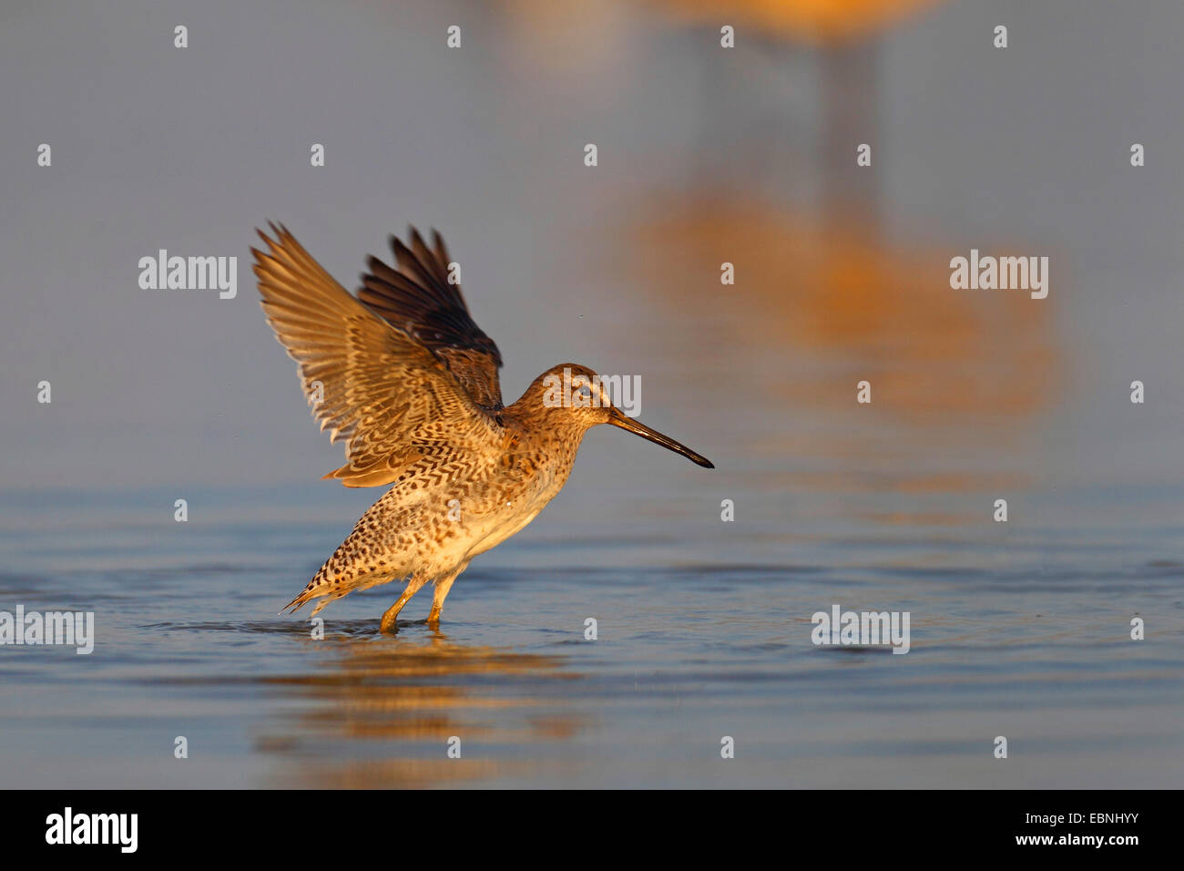 short-billed dowitcher (Limnodromus griseus), flies away from the shallow water, USA, Florida Stock Photo