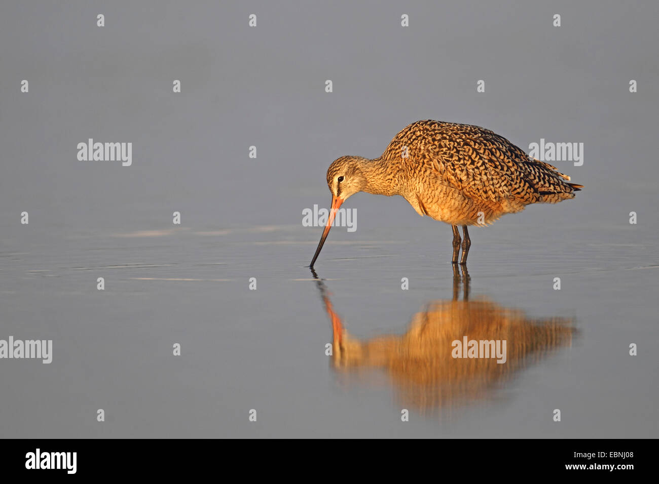 Marbled godwit (Limosa fedoa), looking for food in a shallow water, mirror image, USA, Florida Stock Photo