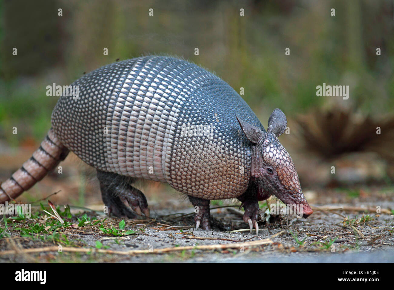 Armadillo hi-res stock photography and images - Alamy