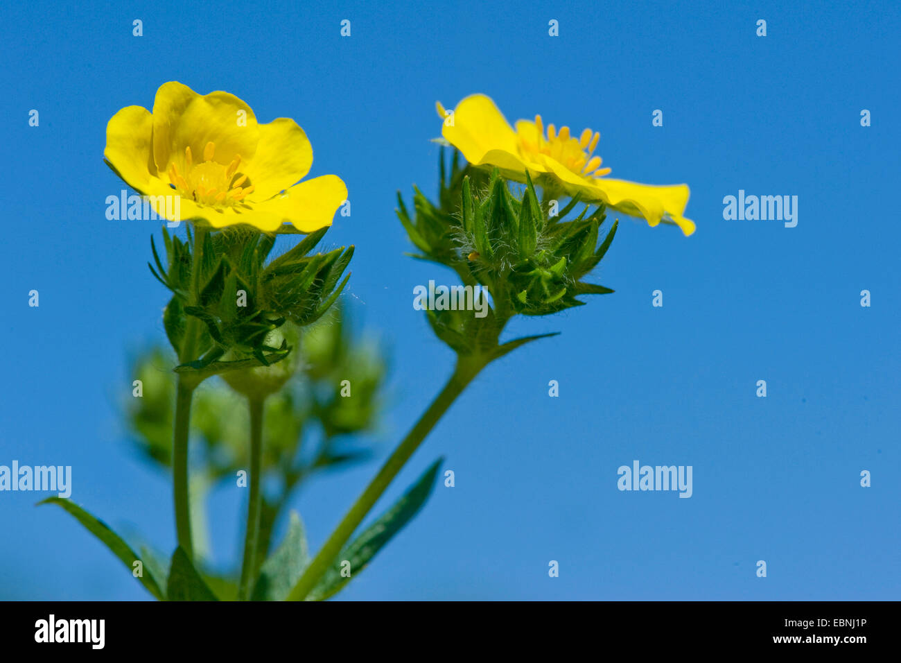 Sulphur Cinquefoil (Potentilla recta ssp. obscura), flowers, Germany Stock Photo