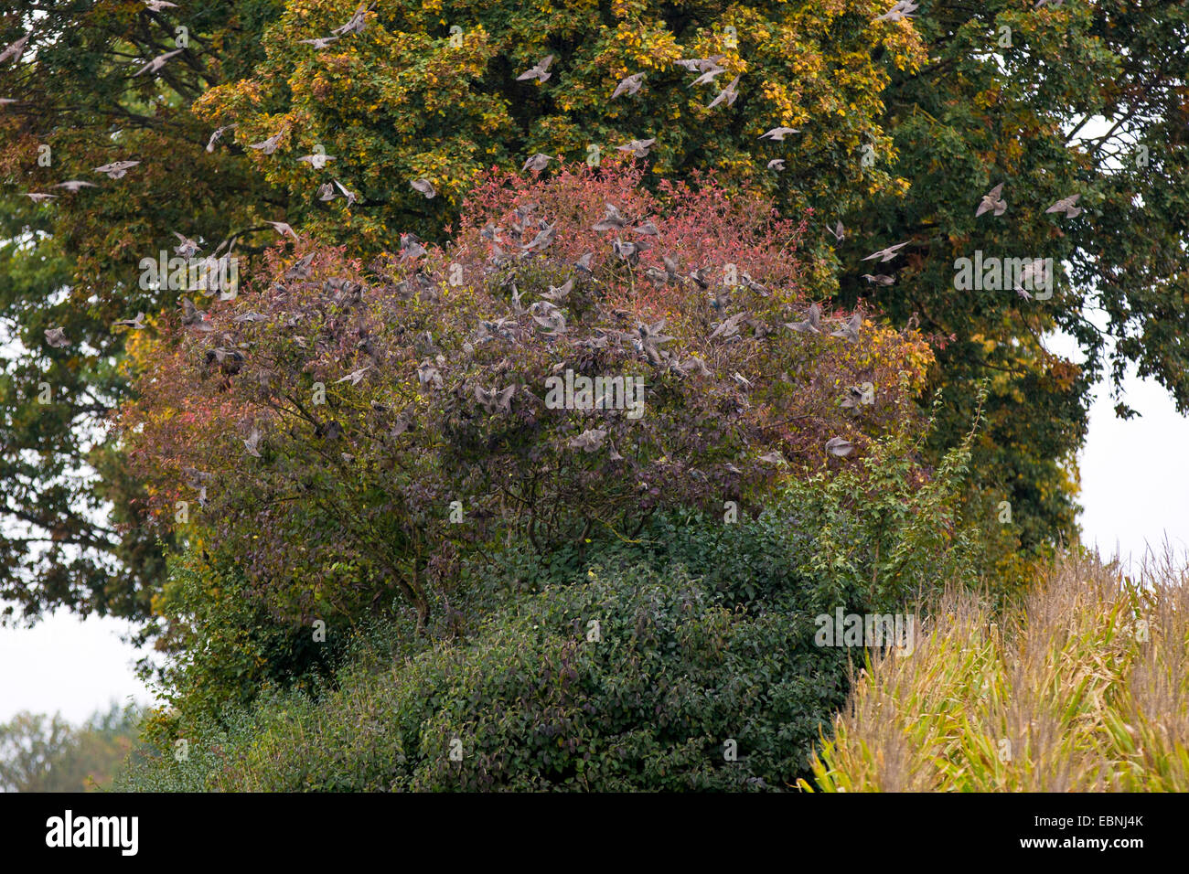 common starling (Sturnus vulgaris), flock feeding on berry bush, Germany, Bavaria, Isental Stock Photo