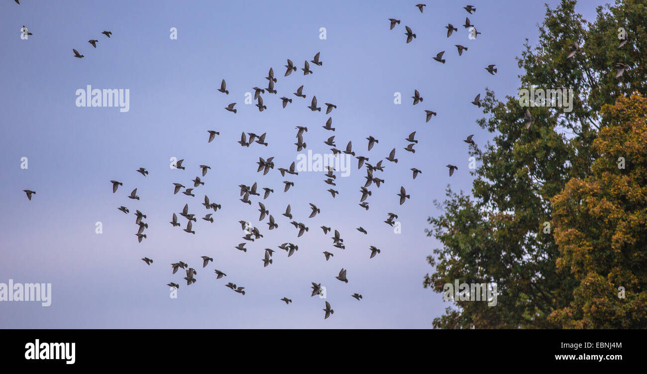 common starling (Sturnus vulgaris), flying swarm, Germany, Bavaria Stock Photo