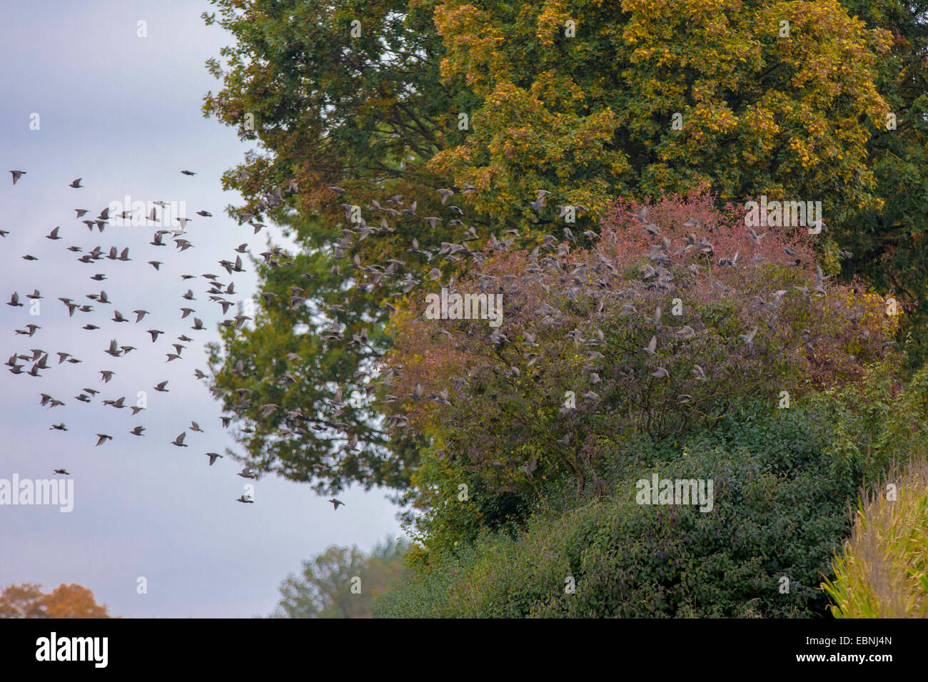 common starling (Sturnus vulgaris), swarm feeding on berry bush, Germany, Bavaria, Isental Stock Photo