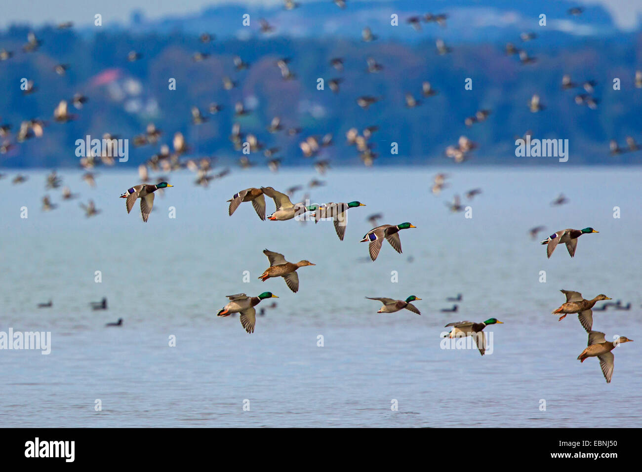 mallard (Anas platyrhynchos), small flock landing, Germany, Bavaria, Lake Chiemsee Stock Photo