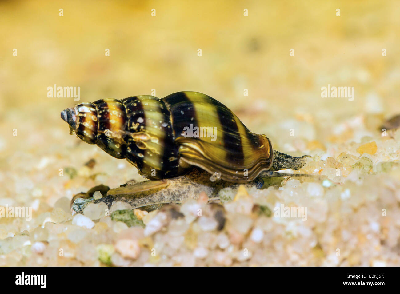 Whelk (Anentome helena), creeping over sandy ground Stock Photo