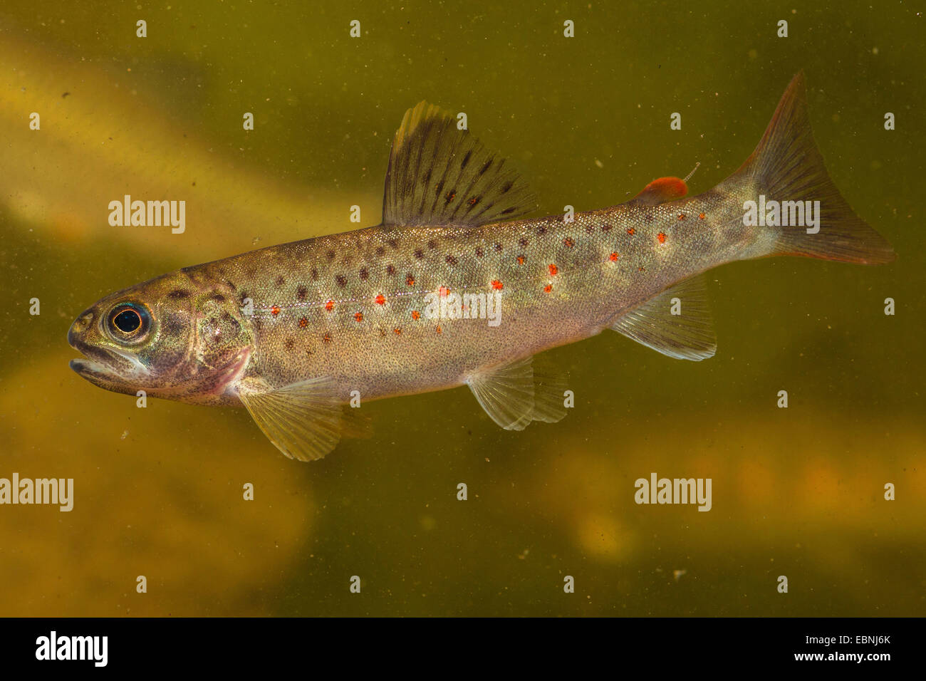 brown trout, river trout, brook trout (Salmo trutta fario), juvenile Stock Photo