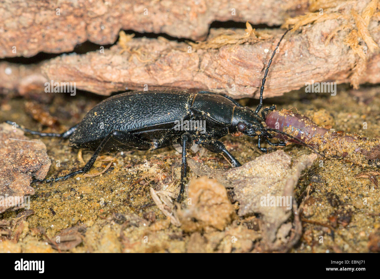leatherback ground beetle (Carabus coriaceus), feeeding worm, Germany Stock Photo