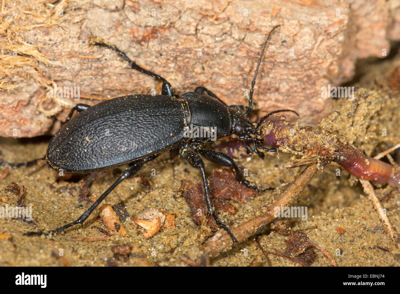 leatherback ground beetle (Carabus coriaceus), feeding worm, Germany Stock Photo
