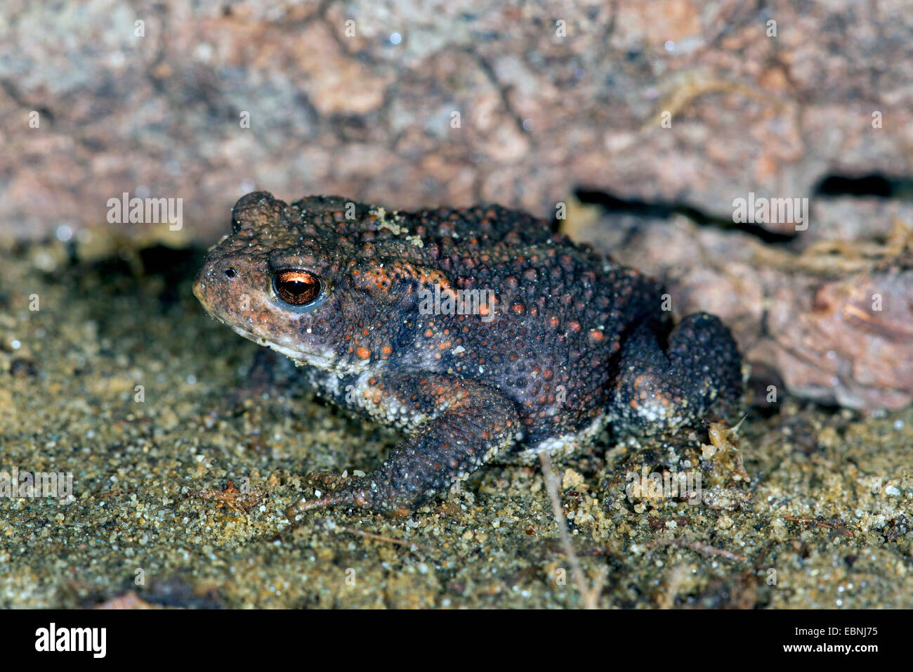European common toad (Bufo bufo), one-year-old, Germany Stock Photo