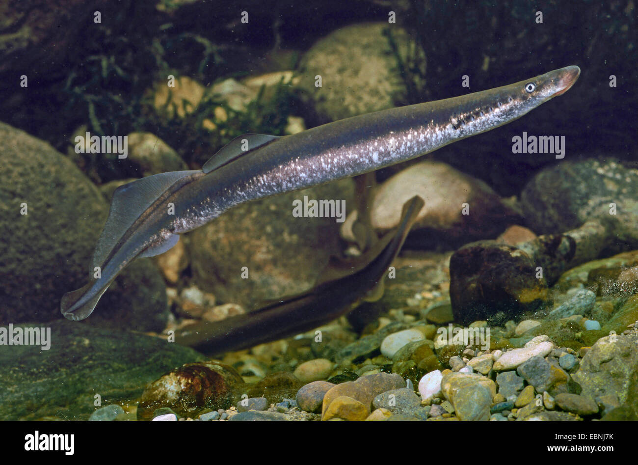 river lamprey, lampern, European river lamprey (Lampetra fluvialis), male, swimming, Germany Stock Photo