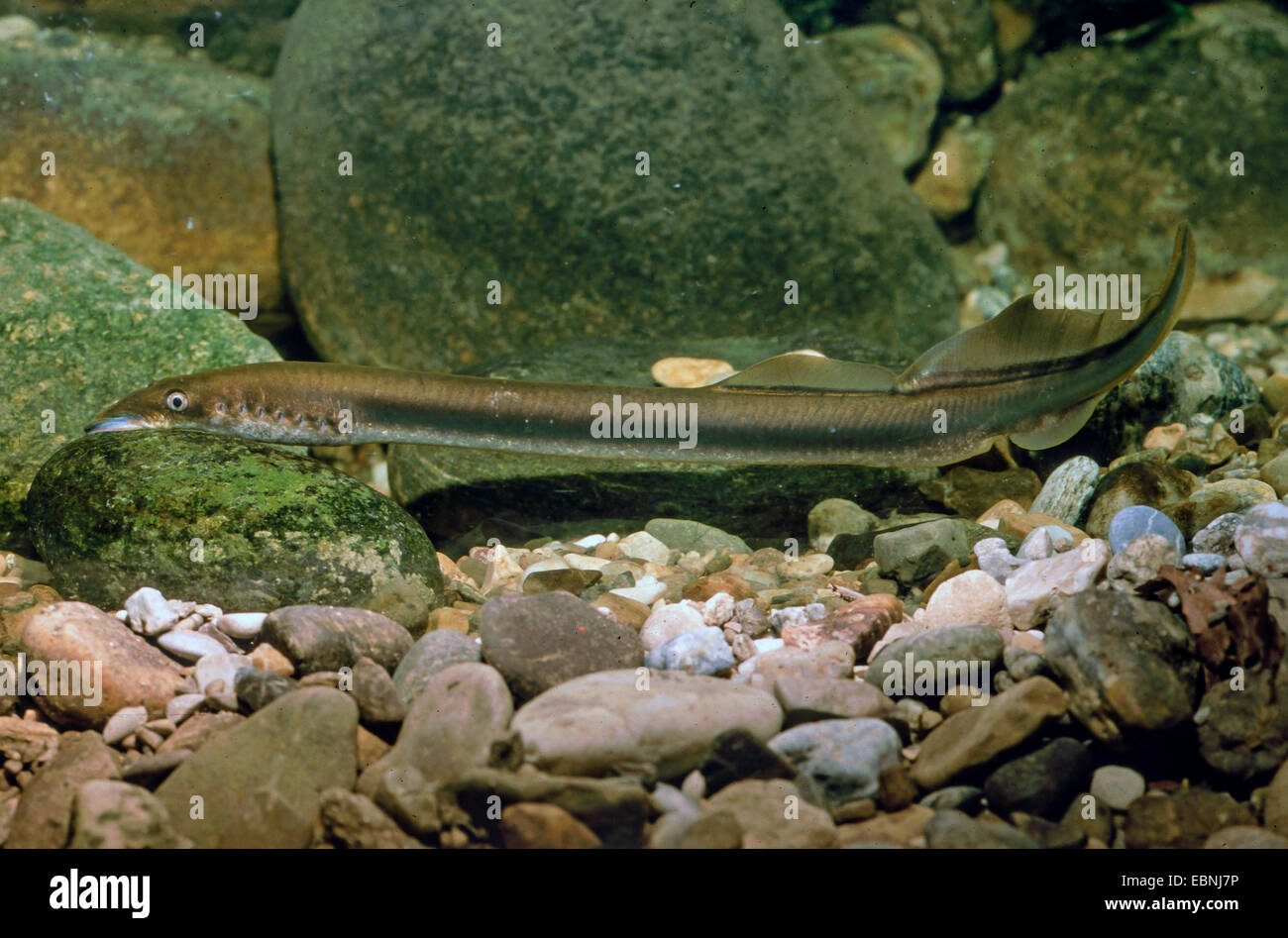 river lamprey, lampern, European river lamprey (Lampetra fluvialis), adhered at a stone, Germany Stock Photo