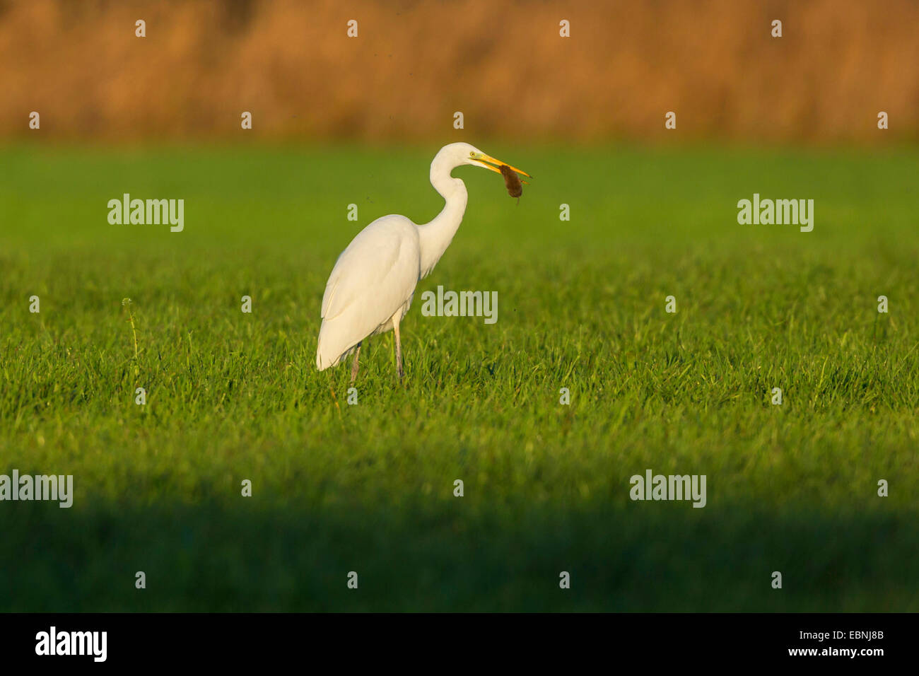 great egret, Great White Egret (Egretta alba, Casmerodius albus, Ardea alba), feeding caught vole, Germany, Bavaria, Isental Stock Photo