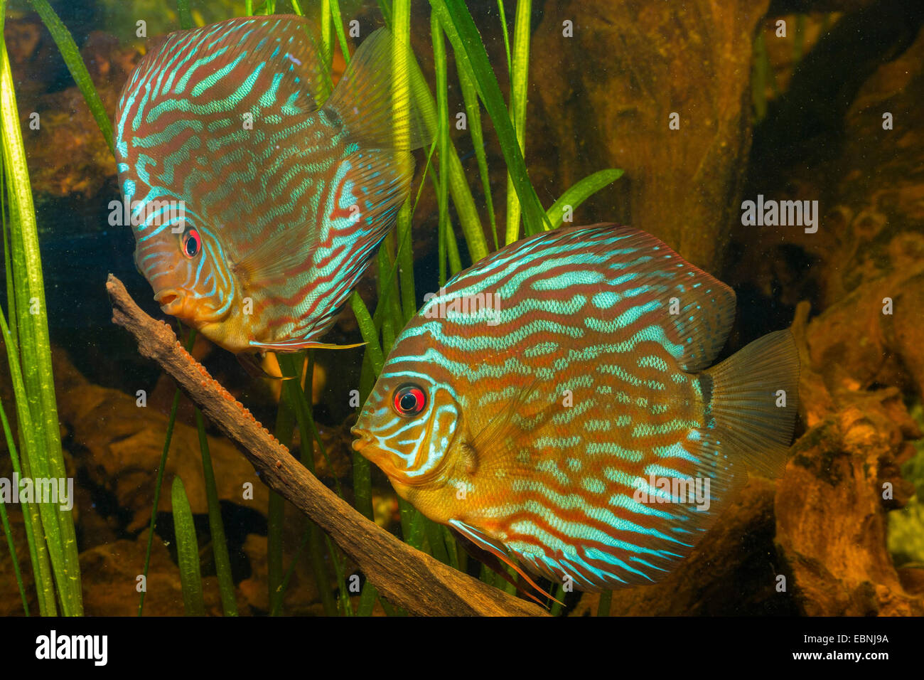 green discus (Symphysodon aequifasciata aequifasciata), laying eggs on a root Stock Photo