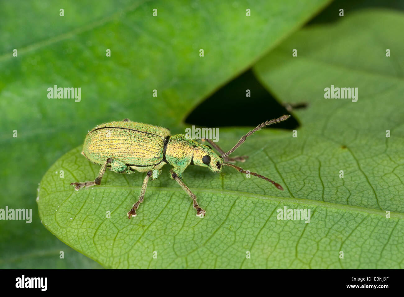 Phyllobius weevil, Silver green leaf weevil, Silver-green leaf weevil (Phyllobius argentatus, Dieletus argentatus), on a leaf, Germany Stock Photo