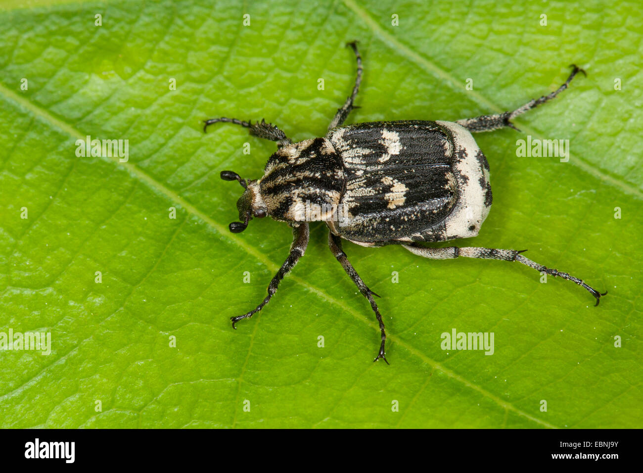 Scarab beetle (Valgus hemipterus, Scarabaeus hemipterus), male, Germany Stock Photo