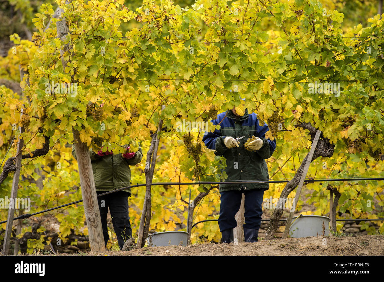 Seasonal Workers Stock Photos & Seasonal Workers Stock Images Alamy