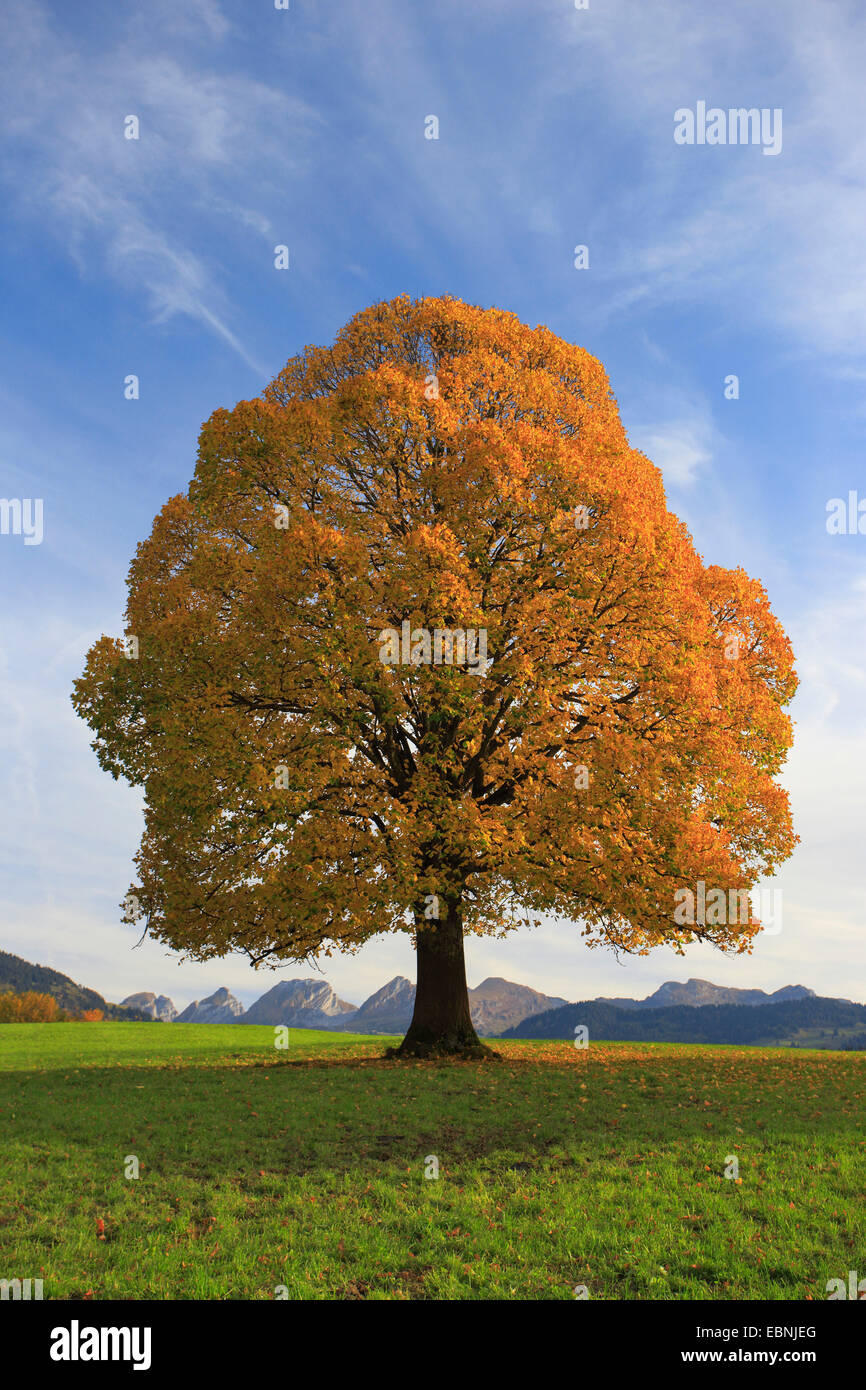 basswood, linden, lime tree (Tilia spec.), lime tree in autumn, Switzerland, St. Gallen, Toggenburg, Churfirsten Stock Photo