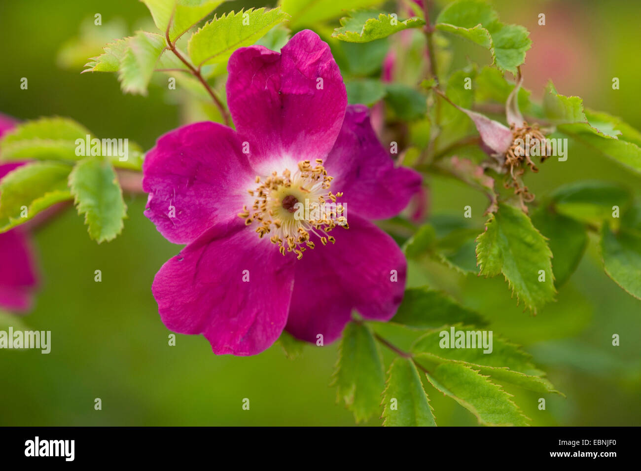 Mountain Rose (Rosa pendulina), flower, Germany Stock Photo