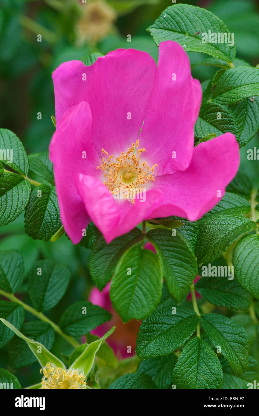 Rugosa rose, Japanese rose (Rosa rugosa), flower, Germany Stock Photo