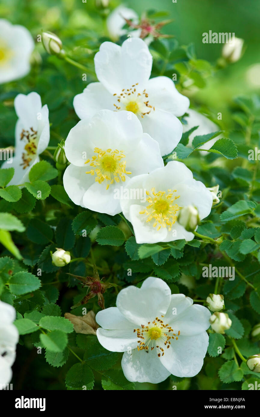 Rosa spinosissima flowers bush hires stock photography and images Alamy