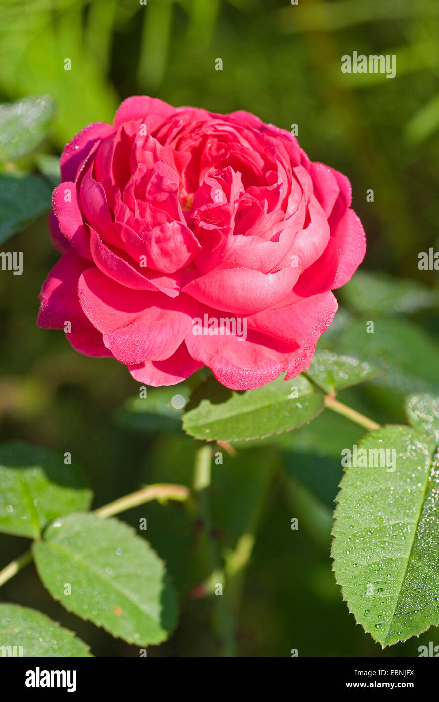 Damask rose (Rosa x damascena, Rosa damascena), flower Stock Photo - Alamy