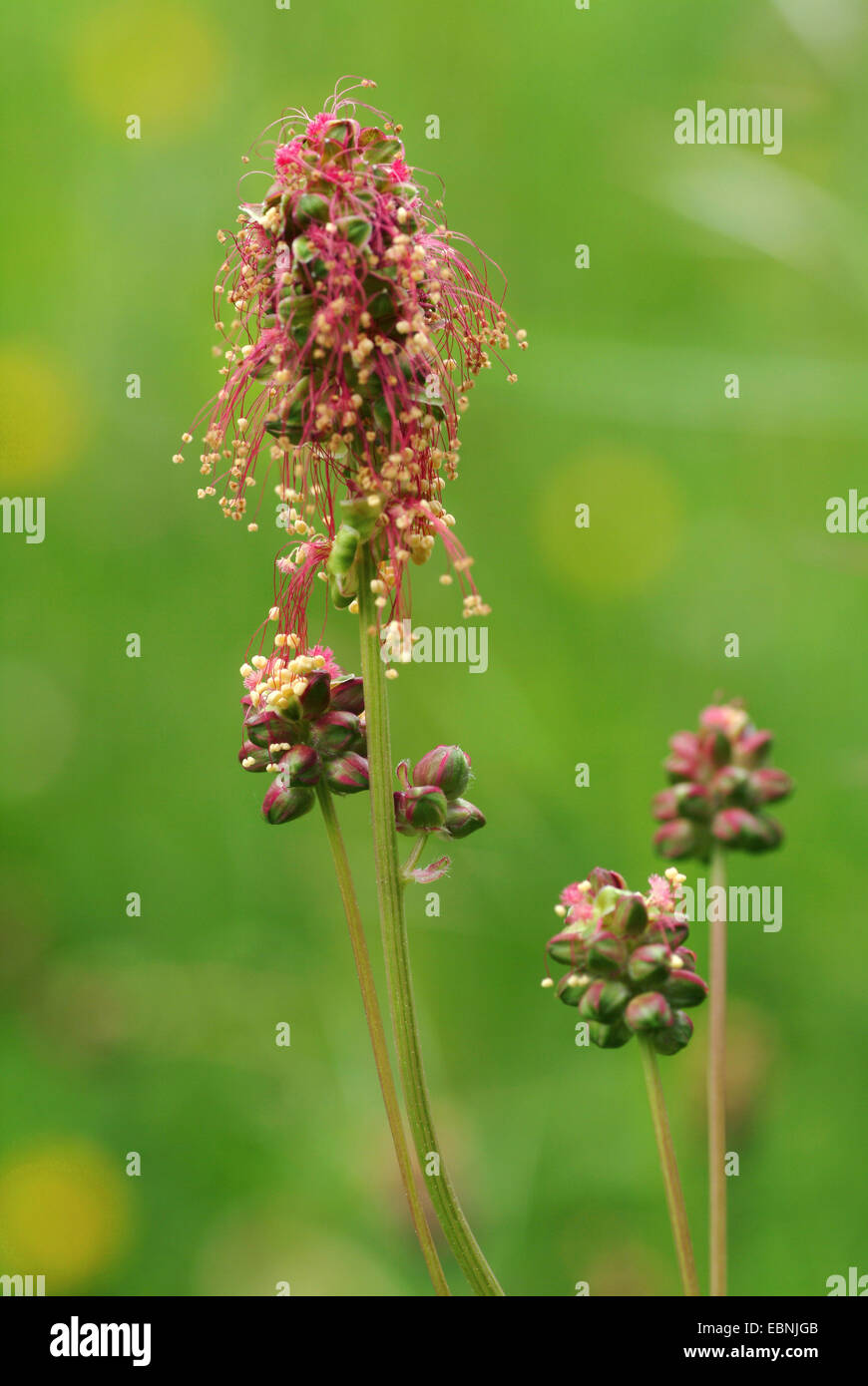 garden salad (Sanguisorba minor, Poterium sanguisorba
