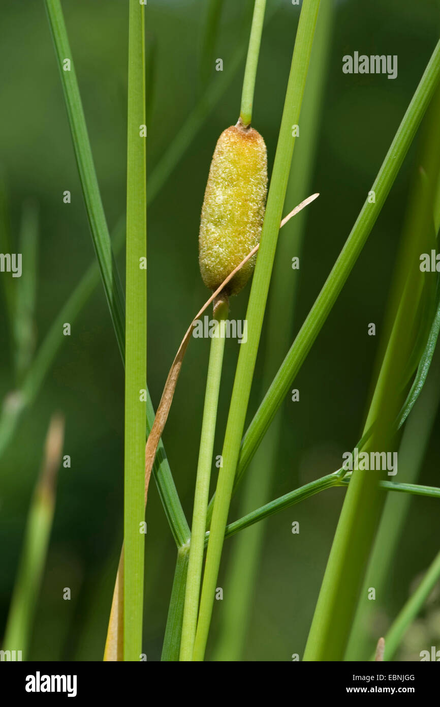 Laxmans bulrush (Typha laxmannii), infructescence, 1, BG Ffm Stock Photo
