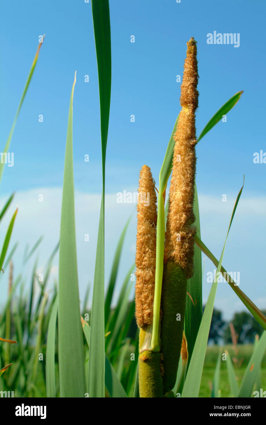 common cattail, broad-leaved cattail, broad-leaved cat's tail, great reedmace, bulrush (Typha latifolia), infructescences, Germany Stock Photo