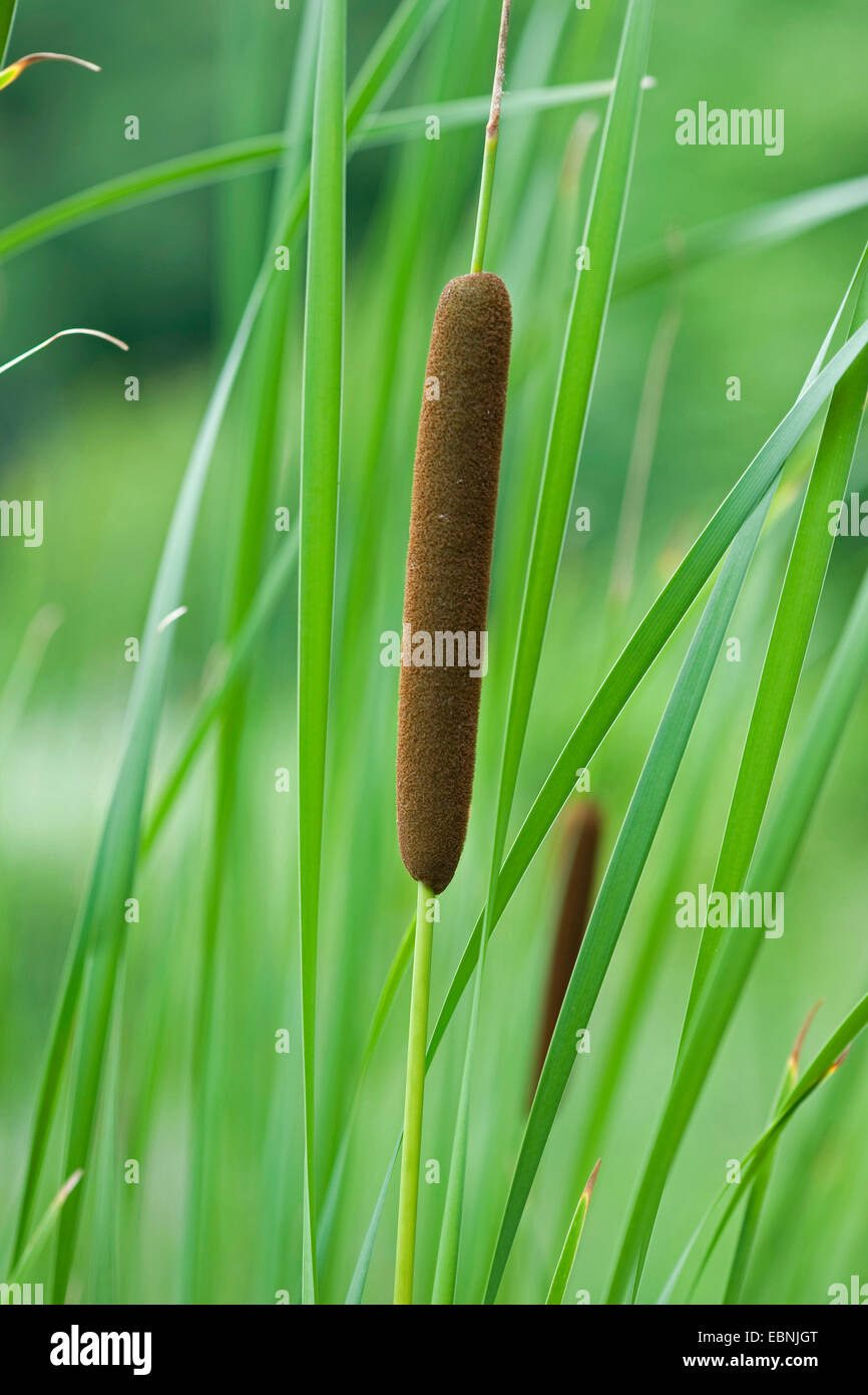 lesser bulrush, narrowleaf cattail, narrow-leaved cattail (Typha angustifolia), infructescence, Germany Stock Photo