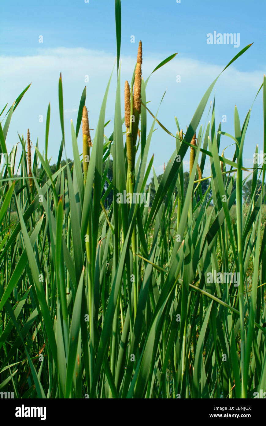 common cattail, broad-leaved cattail, broad-leaved cat's tail, great reedmace, bulrush (Typha latifolia), infructescence, Germany Stock Photo
