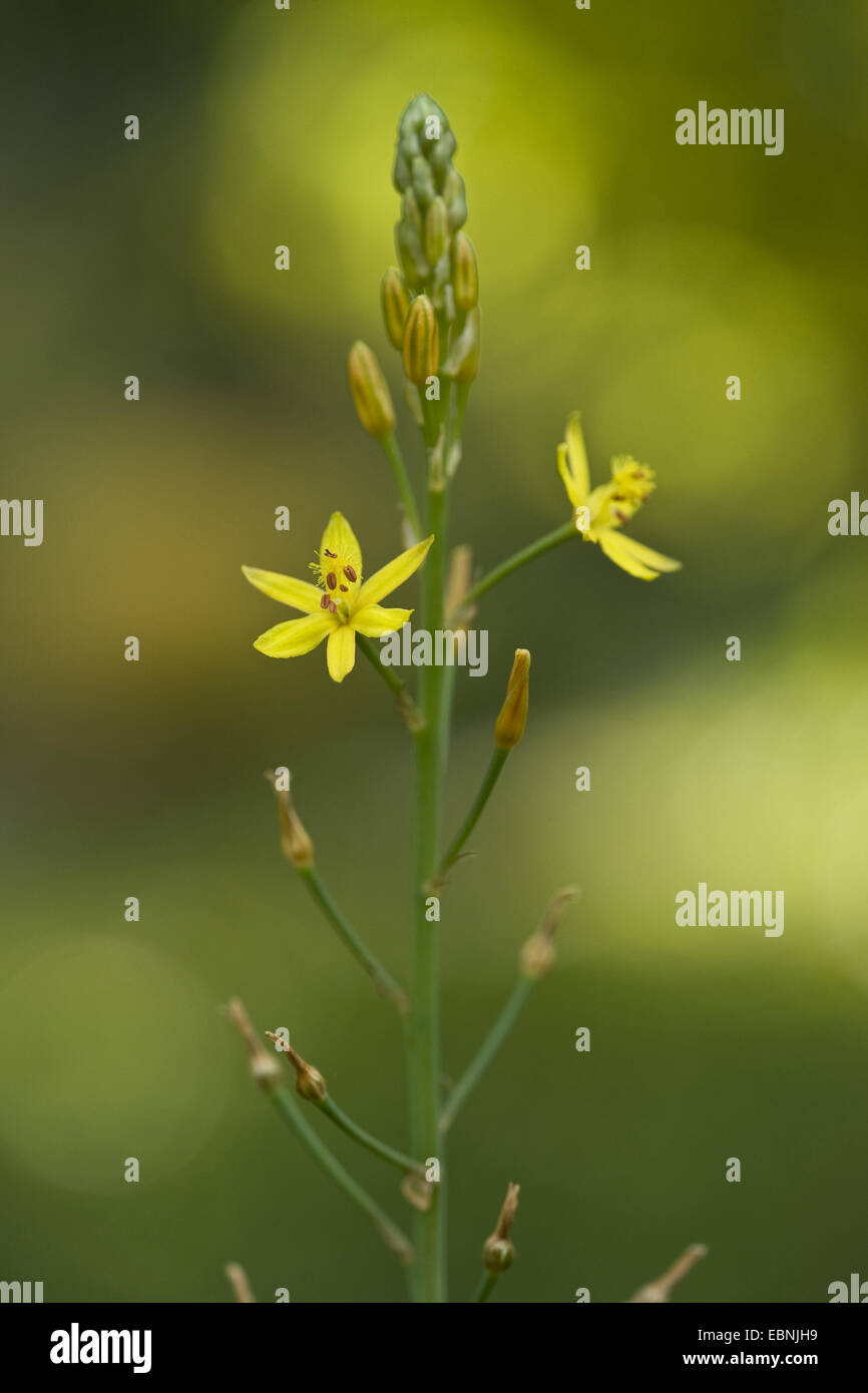 Bulbine, Leek Lily (Bulbine semibarbata), inflorescence Stock Photo