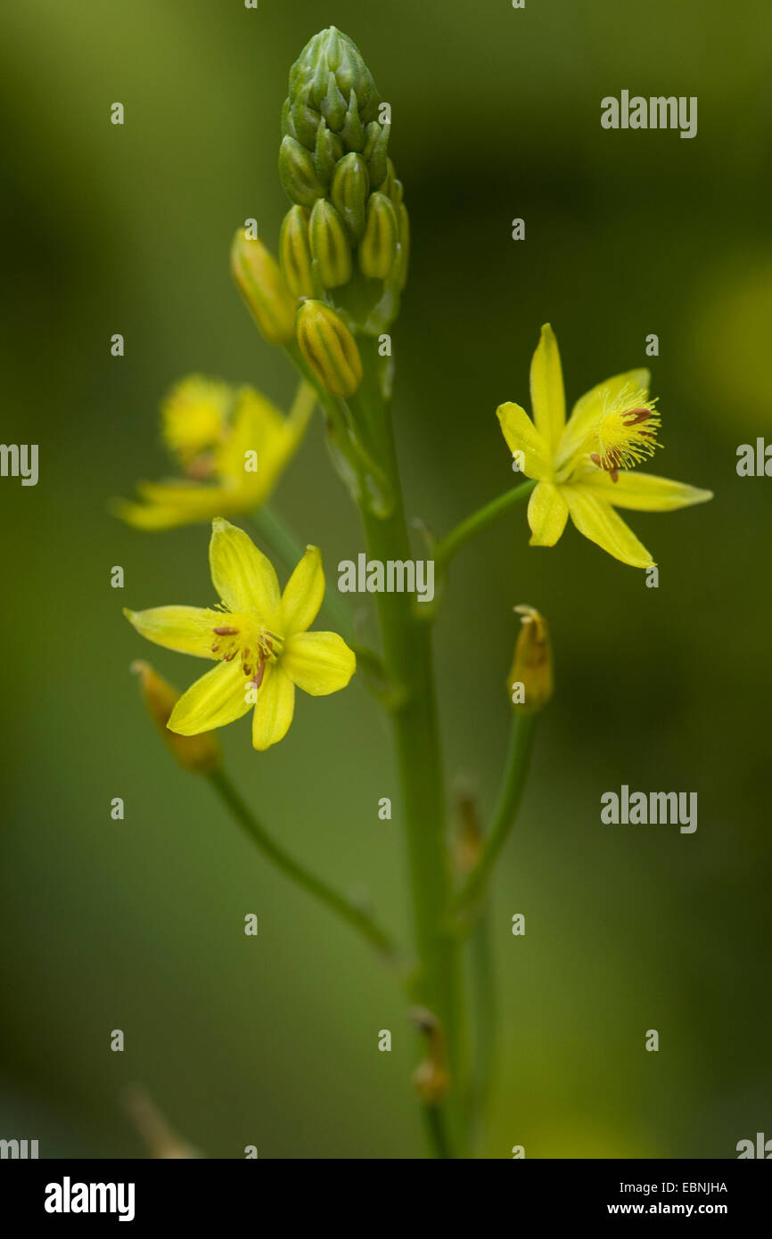 Bulbine, Leek Lily (Bulbine semibarbata), inflorescence Stock Photo