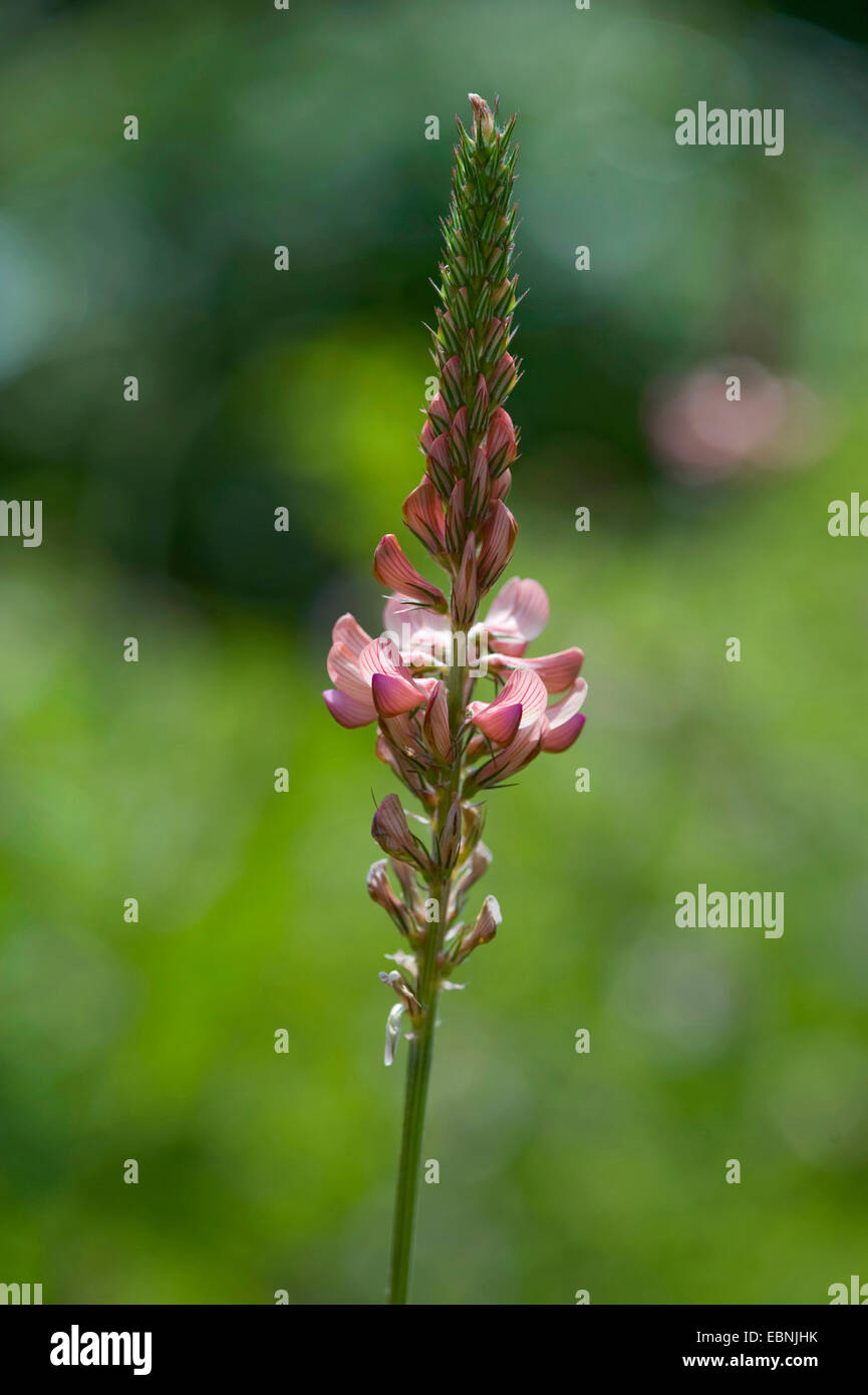Sainfoin (Onobrychis arenaria), inflorescence, Germany Stock Photo