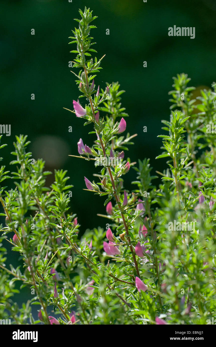 spiny restharrow (Ononis spinosa), blooming branch, Switzerland, Bernese Oberland Stock Photo